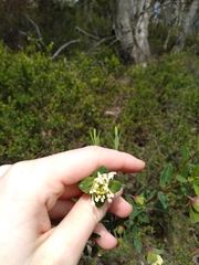 Pimelea ligustrina