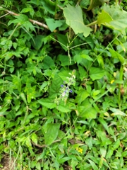 Salvia costaricensis