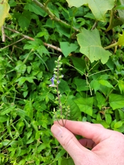 Salvia costaricensis