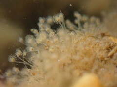 Hydrozoa