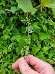Salvia costaricensis