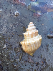 Struthiolaria papulosa