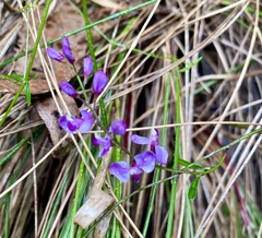 Comesperma volubile