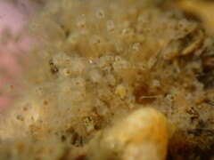 Hydrozoa