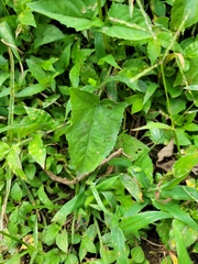 Salvia costaricensis