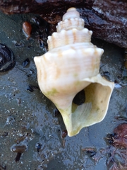 Struthiolaria papulosa