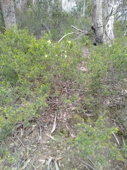 Pimelea ligustrina