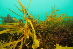 Scytothalia dorycarpa