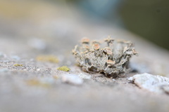 Teloschistes chrysophthalmus