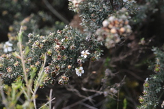 Leptospermum lanigerum