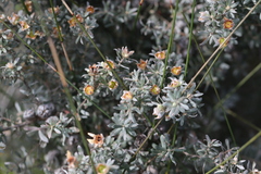 Leptospermum lanigerum
