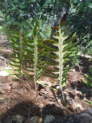 Polypodioideae