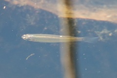 Fundulus blairae