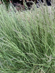 Poa labillardierei
