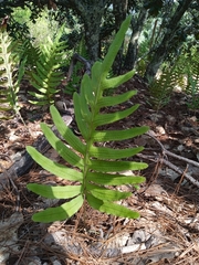 Polypodioideae