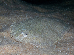 Pardachirus pavoninus