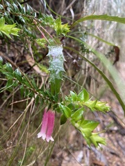 Epacris longiflora