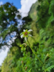 Nasa triphylla rudis