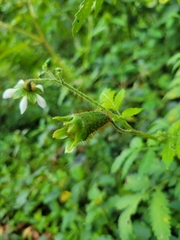 Nasa triphylla rudis