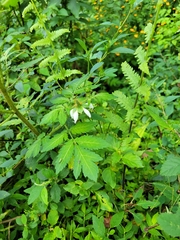 Nasa triphylla rudis