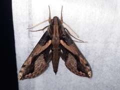 Xylophanes ceratomioides