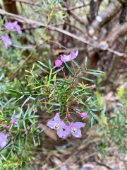 Boronia pinnata