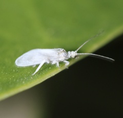 Coniopterygidae
