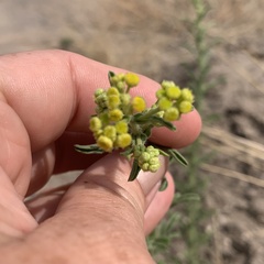 Nidorella auriculata