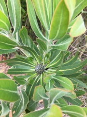 Protea neriifolia