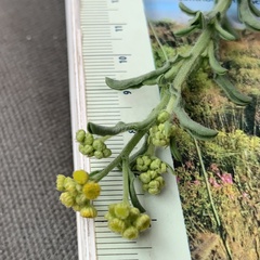 Nidorella auriculata