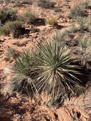 Yucca utahensis