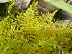 Thuidiopsis sparsa
