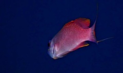 Anthias anthias