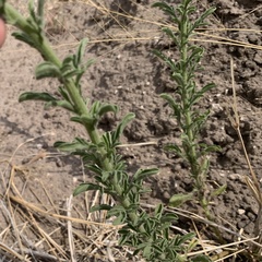 Nidorella auriculata