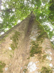 Ceiba pentandra