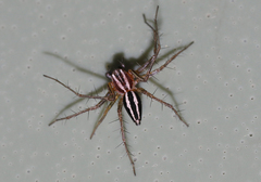 Oxyopes gracilipes