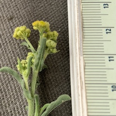 Nidorella auriculata