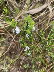Epacris