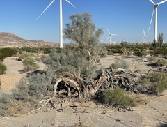 Psorothamnus spinosus