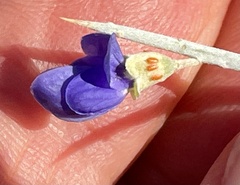 Psorothamnus spinosus