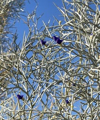 Psorothamnus spinosus