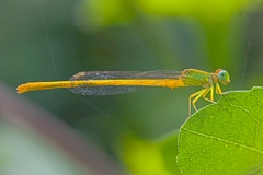 Ceriagrion coromandelianum
