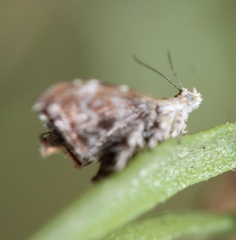 Choreutis emplecta
