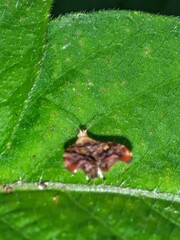 Choreutis emplecta