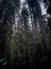 Sequoia sempervirens