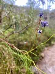 Comesperma volubile