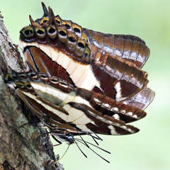 Charaxes clitarchus