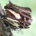 Charaxes clitarchus - Photo (c) jlamy, some rights reserved (CC BY-NC)
