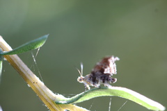 Choreutis emplecta