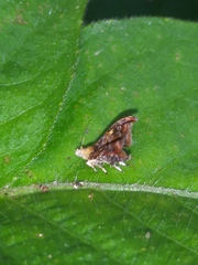 Choreutis emplecta